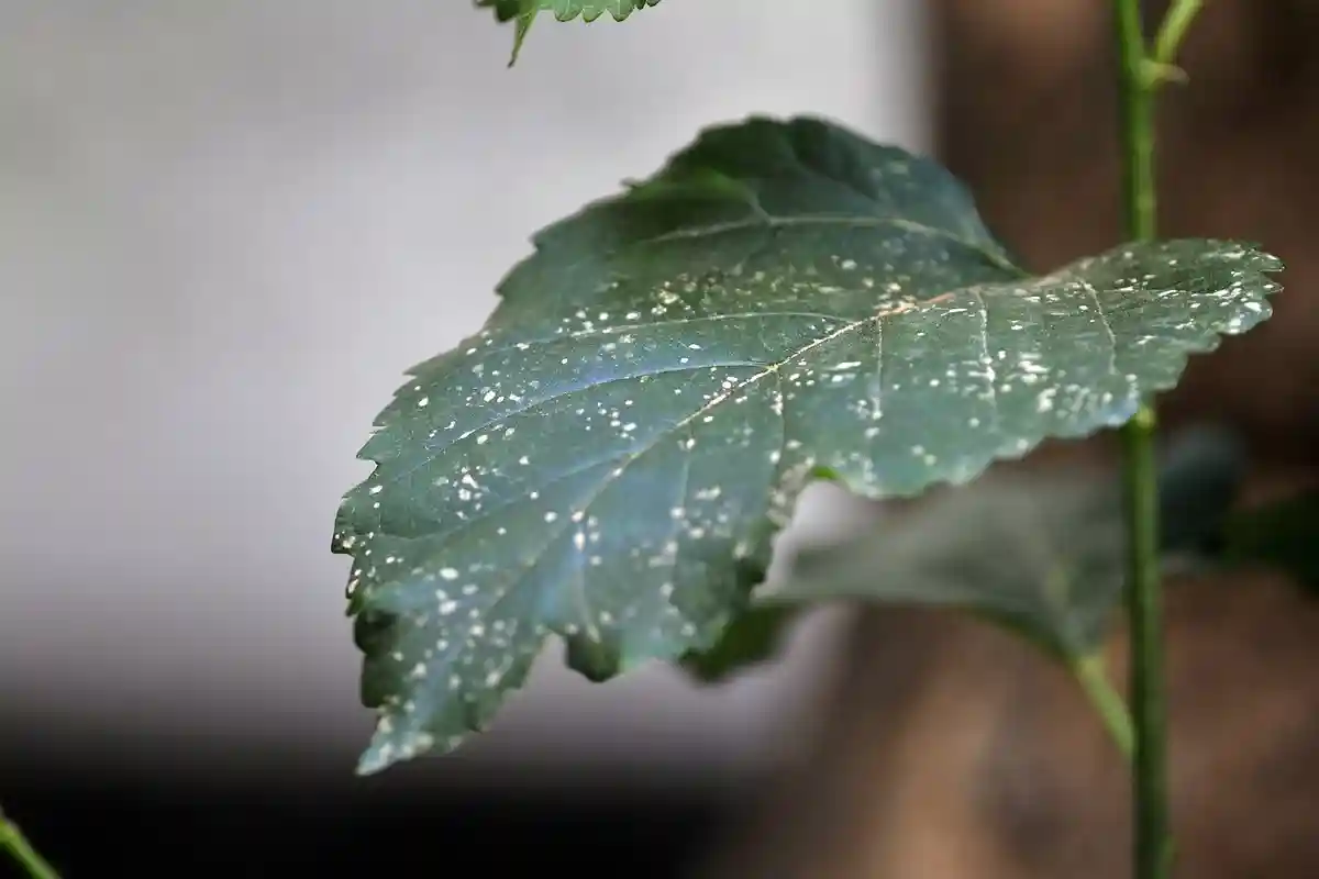 Пыль Сахары не только не вредит растениям, но и служит для них удобрением Фото: Kostas Koutsaftikis / Shutterstock.com