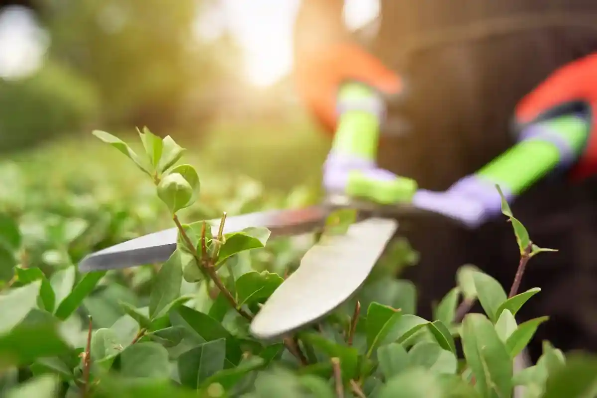 Регулярно точите садовые ножницы Фото: Serhii Bobyk / Shutterstock.com