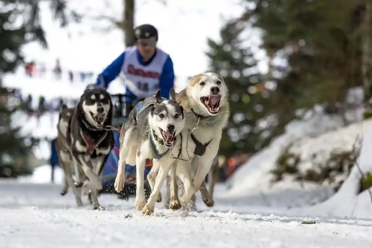 Изменение климата может сорвать гонку на собачьих упряжках Iditarod