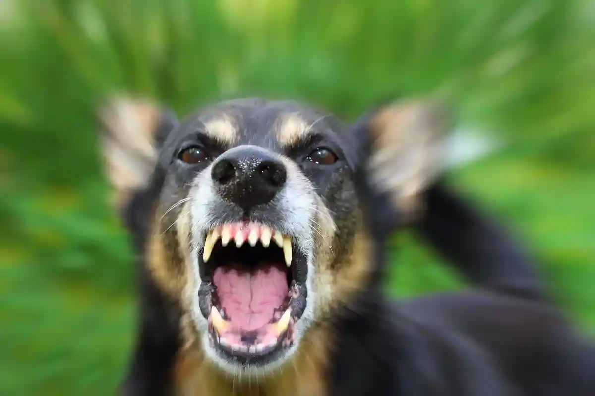 Бешеная собака. Фото: Taras Verkhovynets / Shutterstock.com