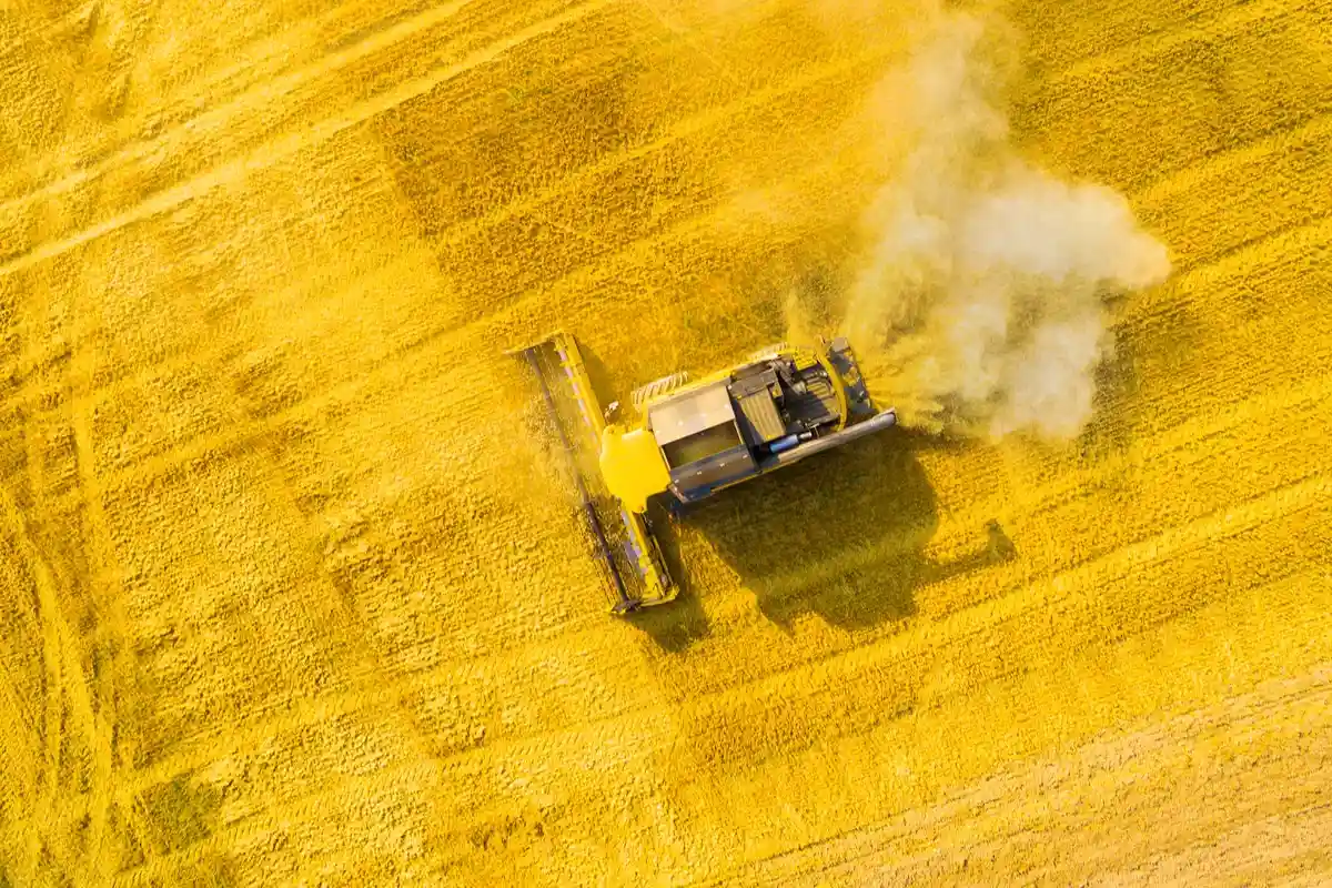 Вид с воздуха на комбайн на рапсовом поле. Рапсовое масло используется в производстве биотоплива Фото: Kletr / Shutterstock.com