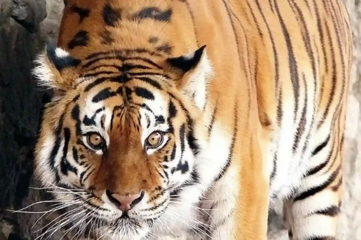 Киевский зоопарк, тигр. Фото: zookyiv / instagram.com