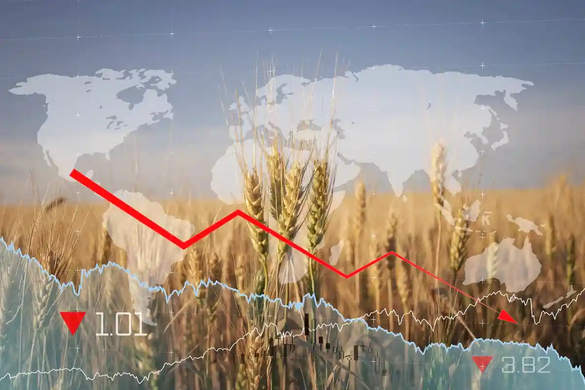Глобальный продовольственный кризис. Фото: Leonid Sorokin / Shutterstock.com