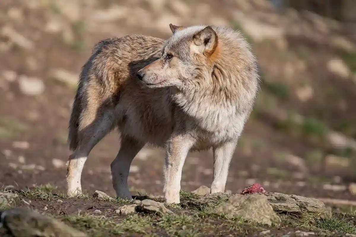  Желающие могут прогуляться с гидом в сумерках и посмотреть на волков. Фото Martina Priel 