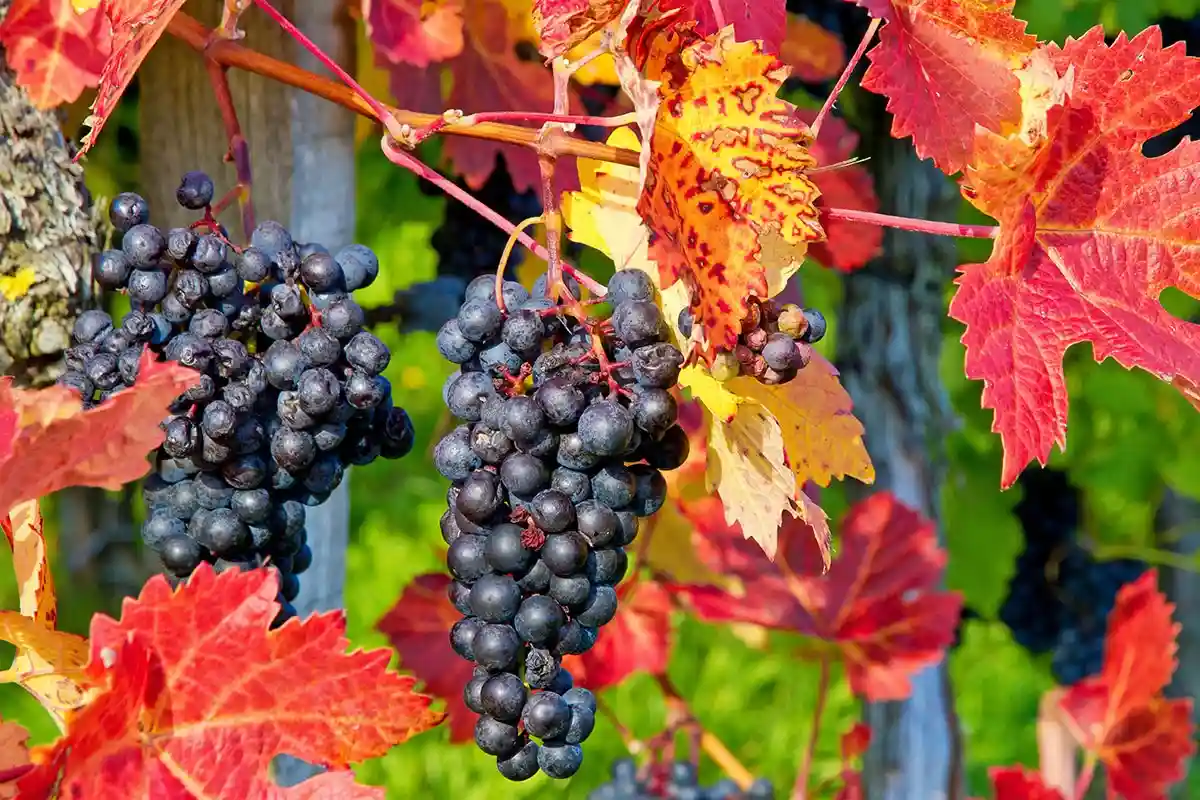 Из этого винограда получается чудесное вино. Фото: shutterstock.com