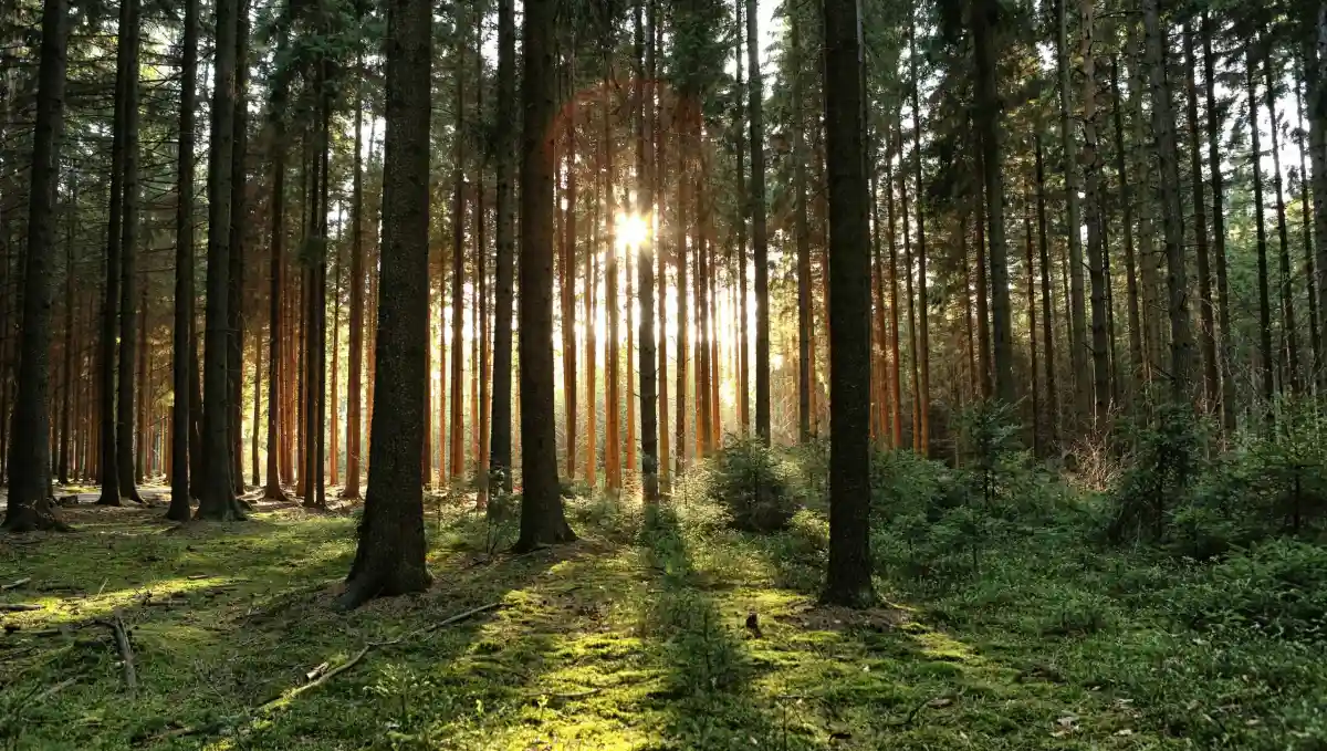 Леса не только накапливают углерод