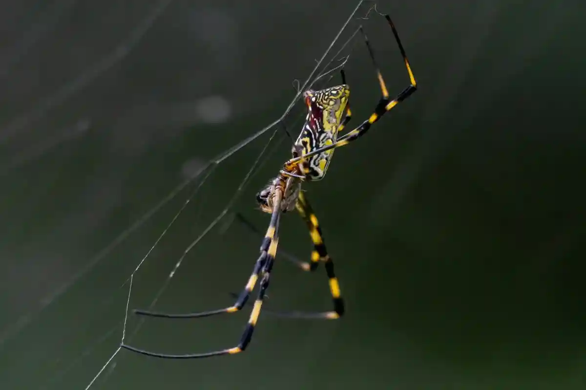 Миллионы крупных пауков-джоро могут захватить восточное побережье США