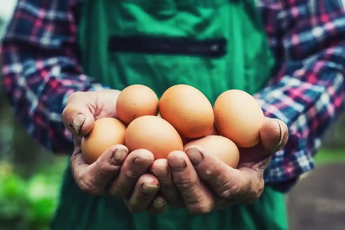 Покупка органических яиц: обман или ошибка? Marian Weyo / shutterstock.com 