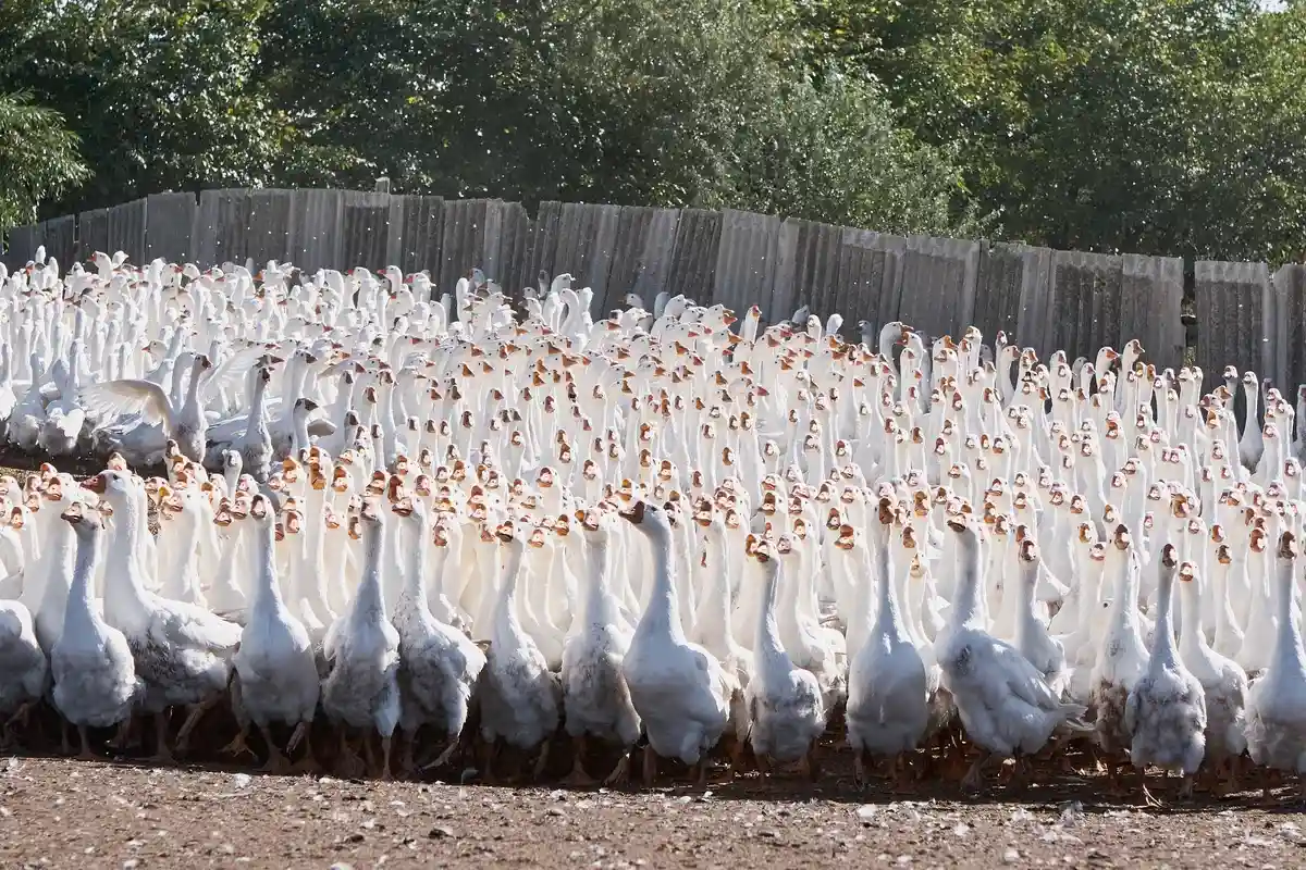 Птичий грипп в Дитмаршене: фермерам пришлось убить 1800 гусей фото 1