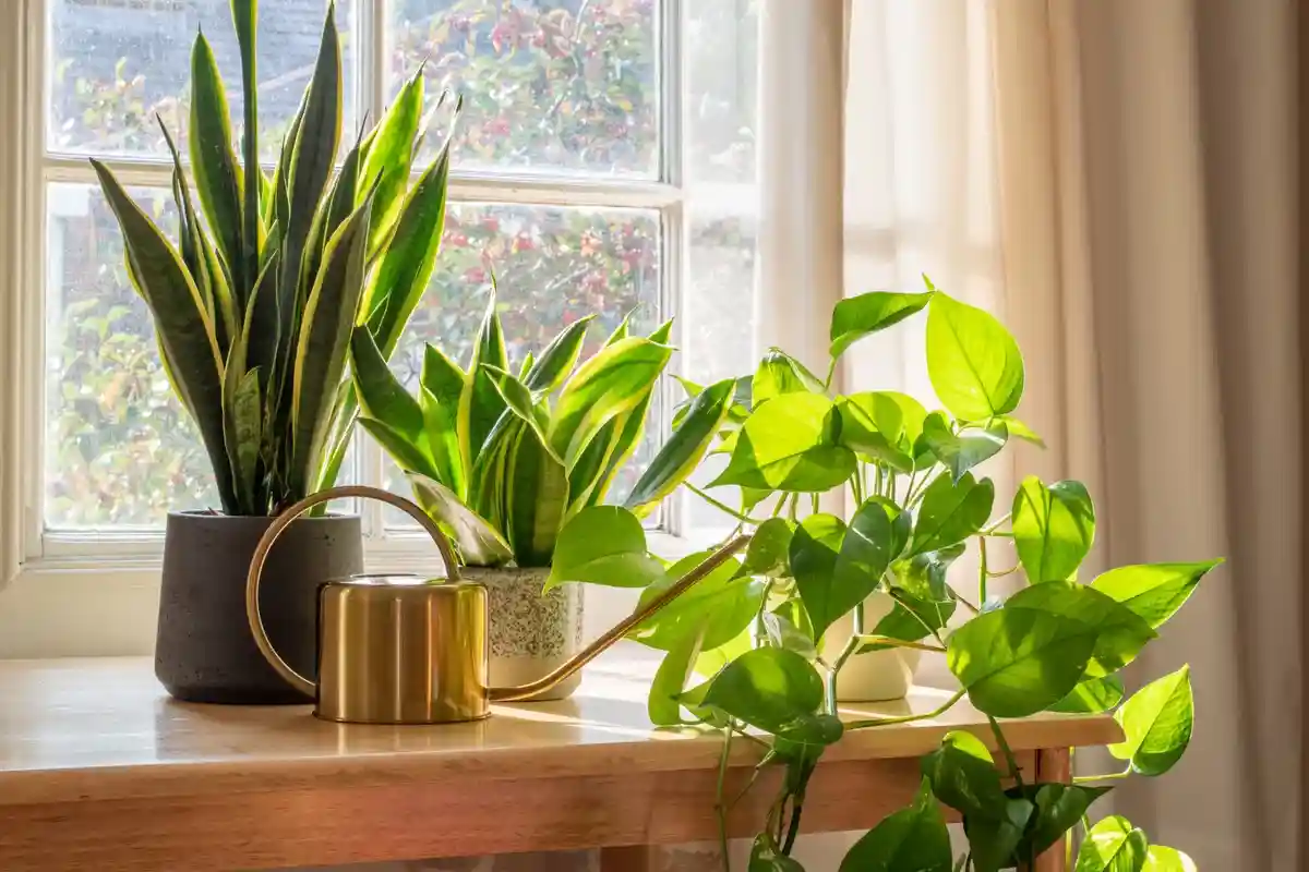 Поскольку растения являются натуральными фильтрами, в доме желательно иметь неск­олько зеленых фильтр­ов. ­Фото: Grumpy Cow Studios / Shutterstock.com