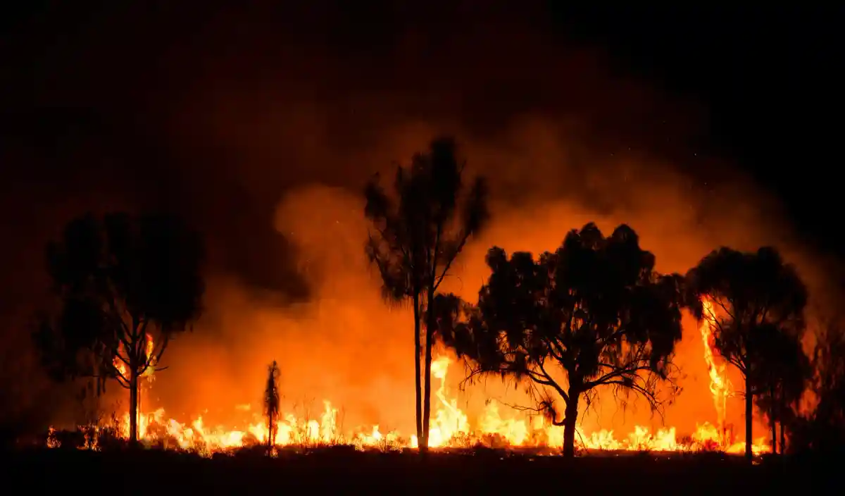 Лесной пожар в Южной Корее уничтожил 159 домов
