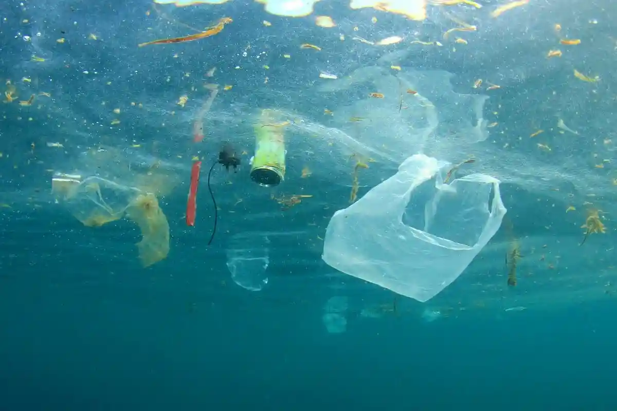 Пластик вредит морской жизни. Фото: Rich Carey / shutterstock.com 