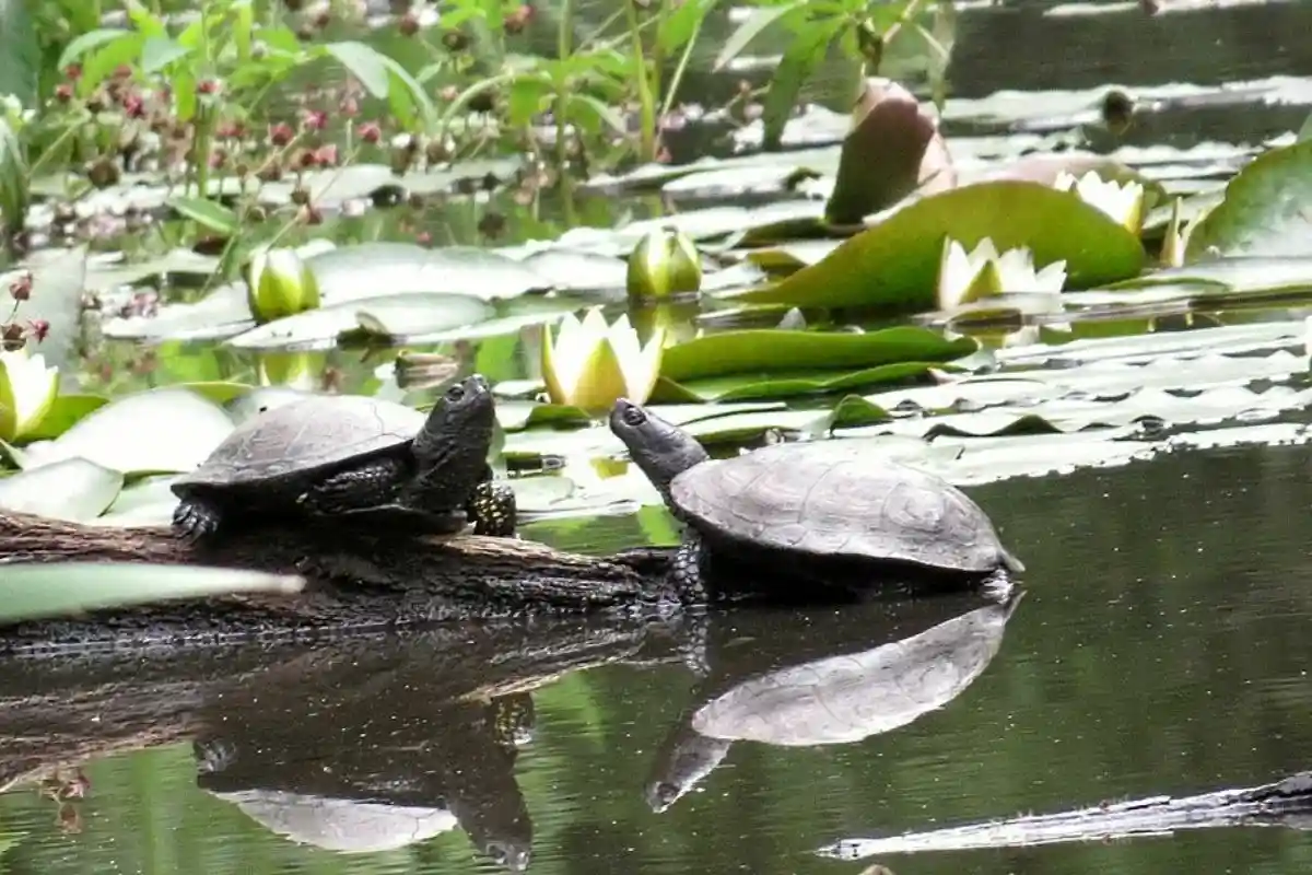 Болотные черепахи. Фото: SERGEI BYKOVSKII / wikipedia.org