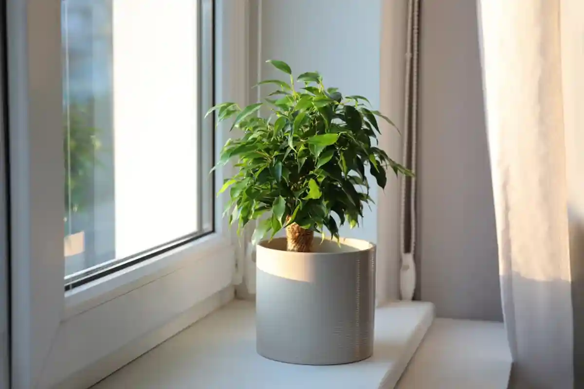 Растения для очищения воздуха: Ficus Benjamina - Фикус Бенджамина. Фото: Shutterstock