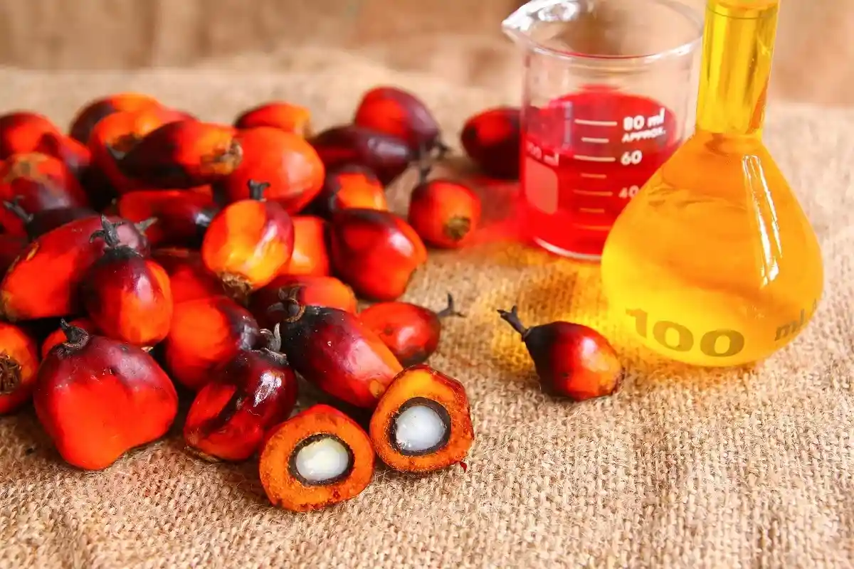 Пальмовое масло: история того, чем нас травят
