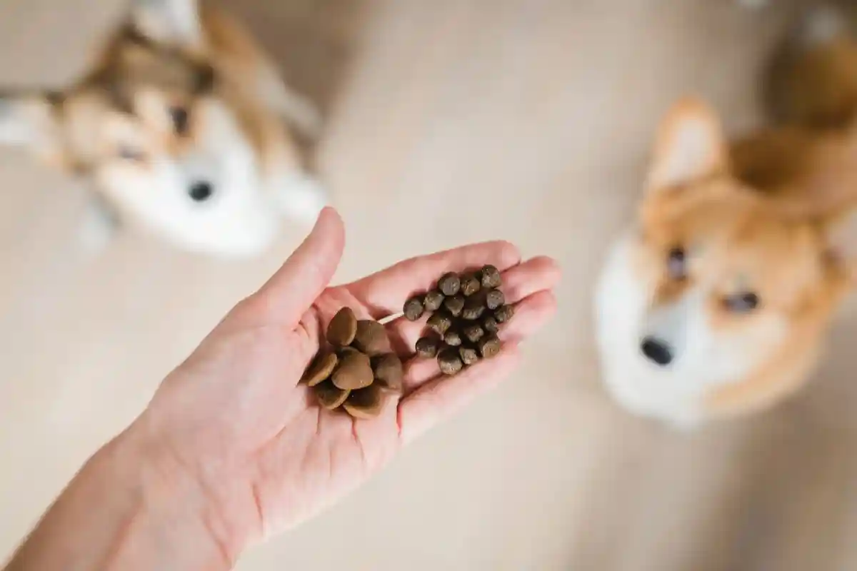 Корм для взрослых собак и щенк­ов. Фото: Jus_Ol / Shutterstock.com