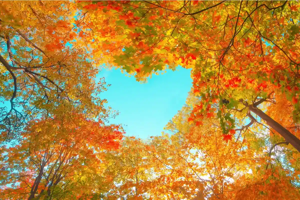 Лиственные деревья вместо хвойных. Фото: sun ok / Shutterstock.com 