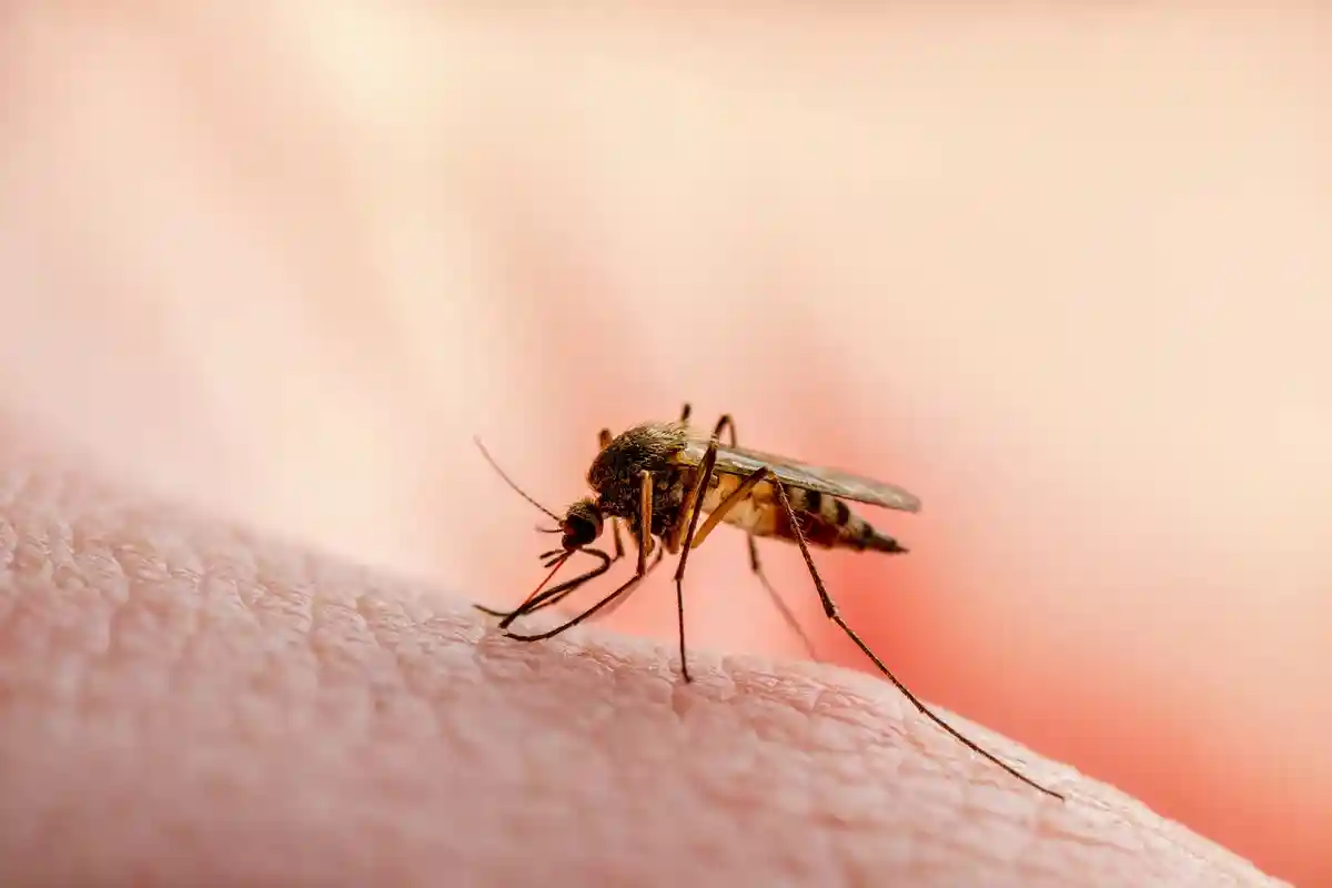 Массовый всплеск малярии. Фото: nechaevkon / Shutterstock.com