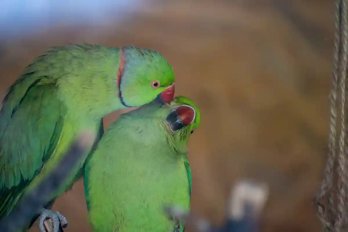 Пара ошейниковых попугаев Фото: Nepdar / Shutterstock.com
