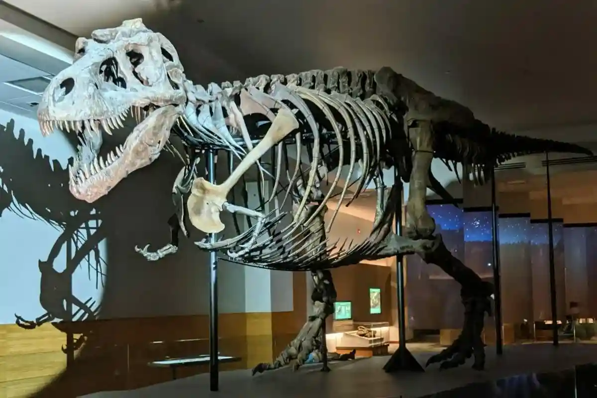 Скелет Тираннозавра в музее Фото: Solstice Hannan / Unsplash.com