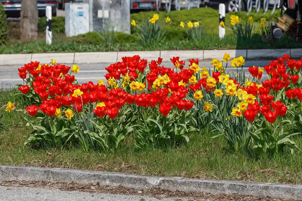 Весна, в центре города цветут тюльпаны. Фото: shutterstock.com