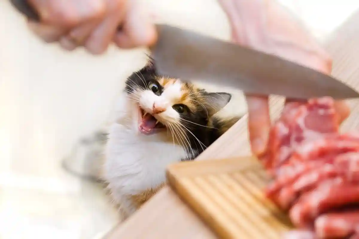 Человеческая еда, которая может убить вашу кошку. Фото: Yurochka Yulia / Shutterstock.com