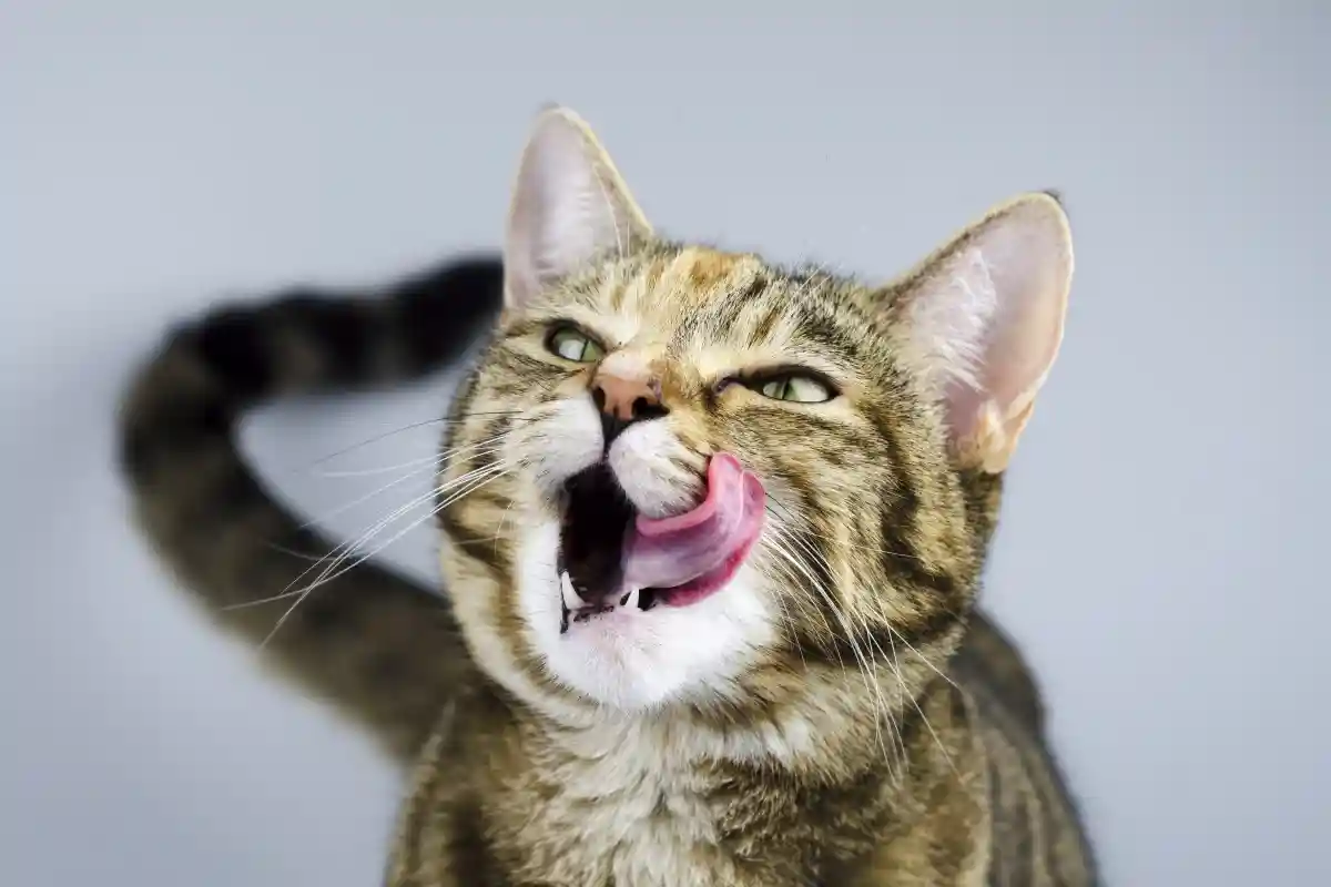 Человеческая еда, которая может убить вашу кошку. Фото: Glen Robinson / Shutterstock.com