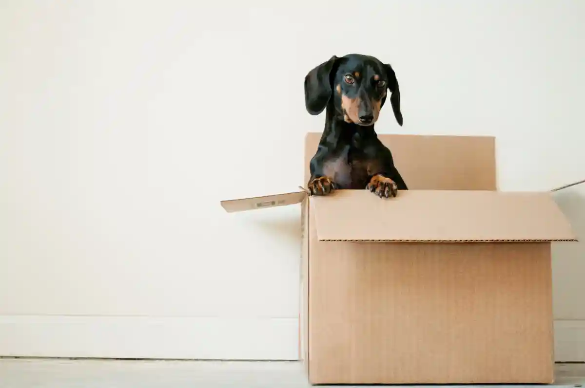 Собаки обожают распаковывать коробки. Фото: Erda Estremera/Unsplash.com