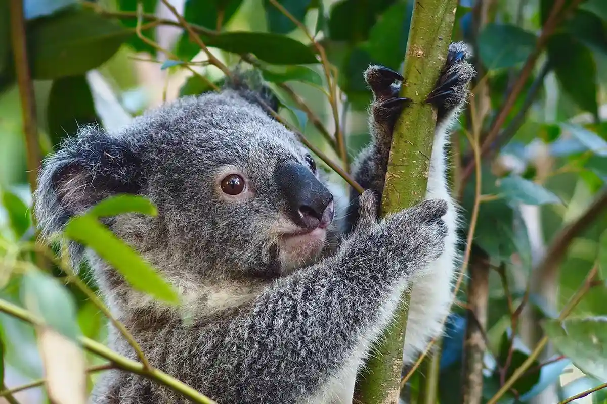 Если вы никогда не видели коалу, вам сюда. Фото: shutterstock.com