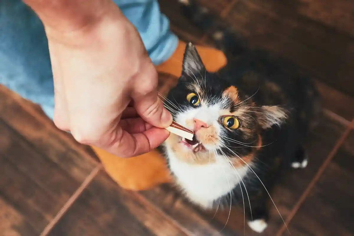 Человеческая еда, которая может убить вашу кошку. Фото: Jaromir Chalabala t/ Shutterstock.com