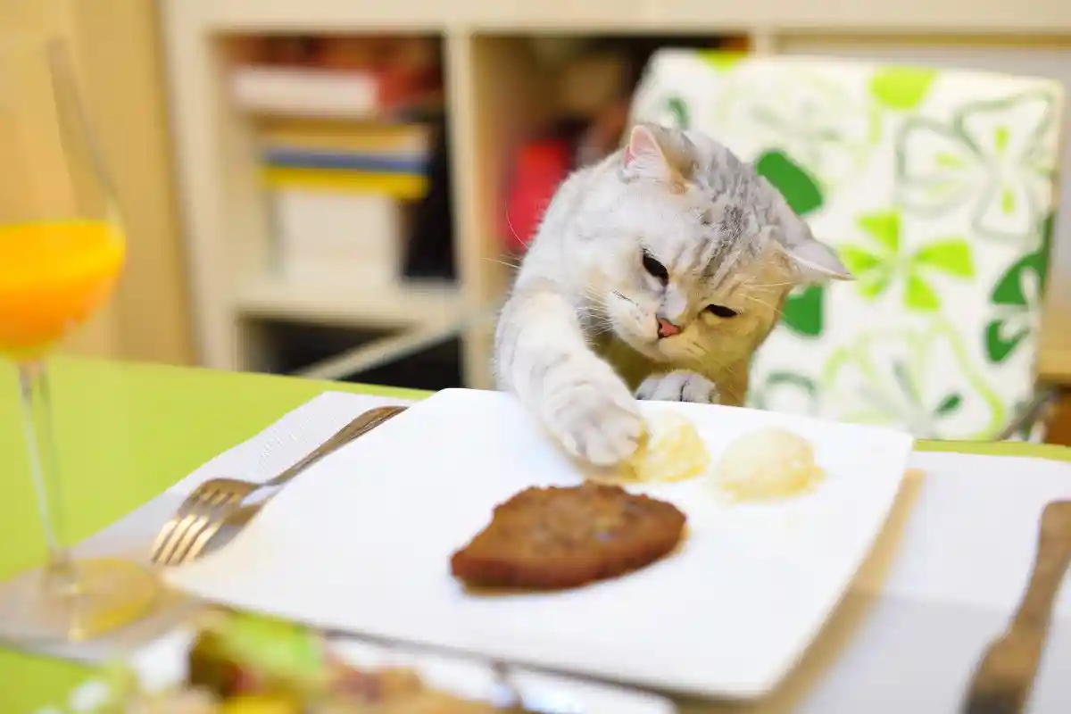 Человеческая еда, которая может убить вашу кошку. Фото: WaitForLight/ Shutterstock.com