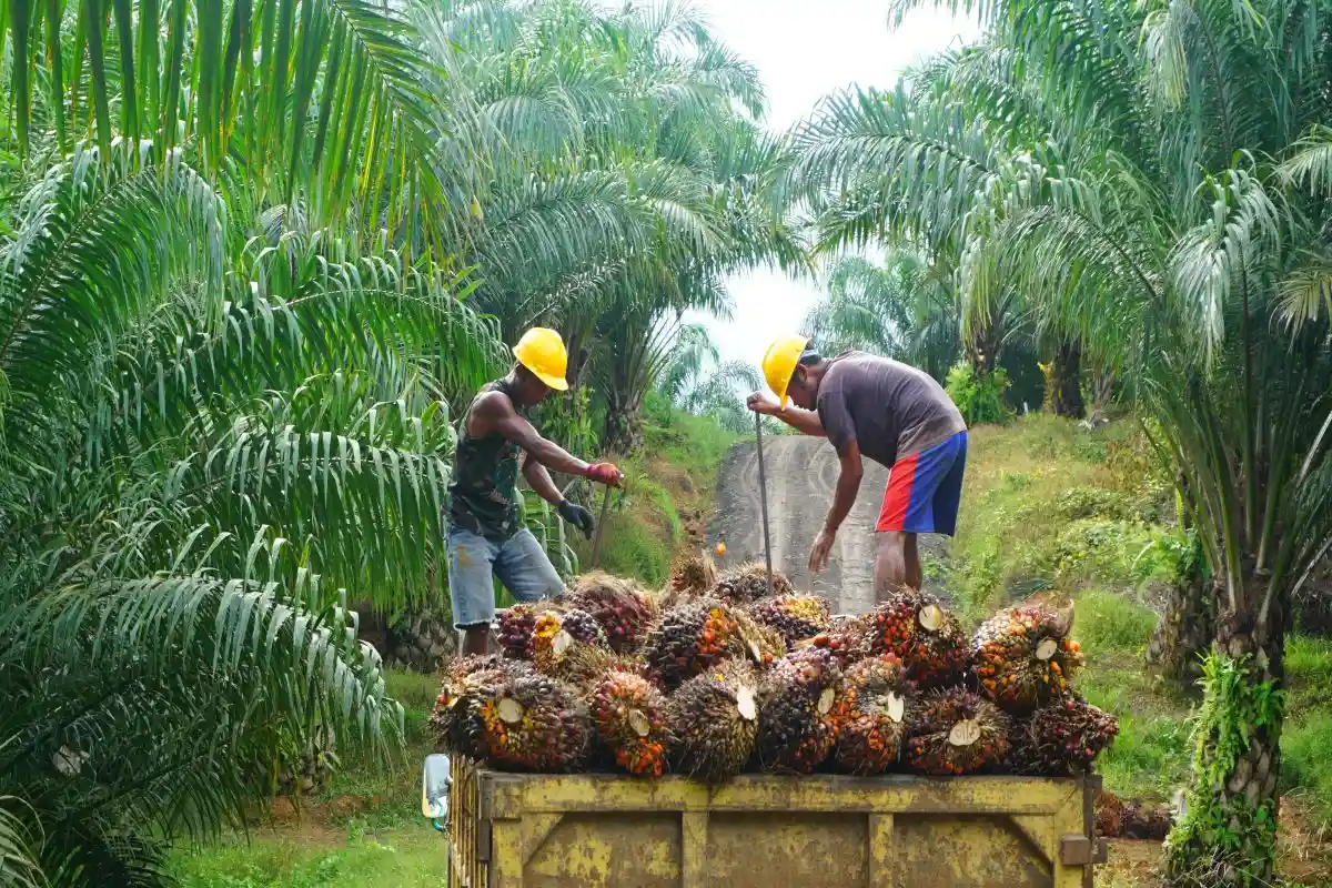 Индонезия вводит запрет на экспорт пальмового масла
