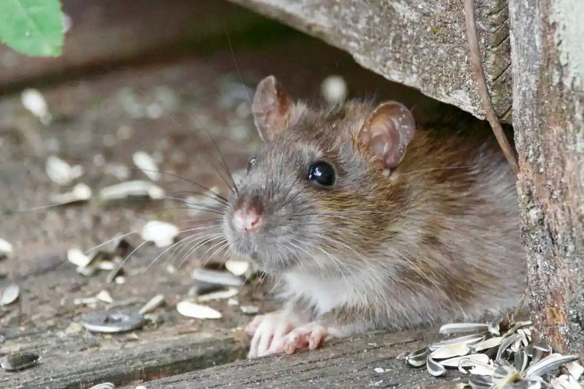 Крысы в саду – это грязь и штрафы: как изгнать грызунов? Фото: Svetozar Cenisev/Unsplash.com