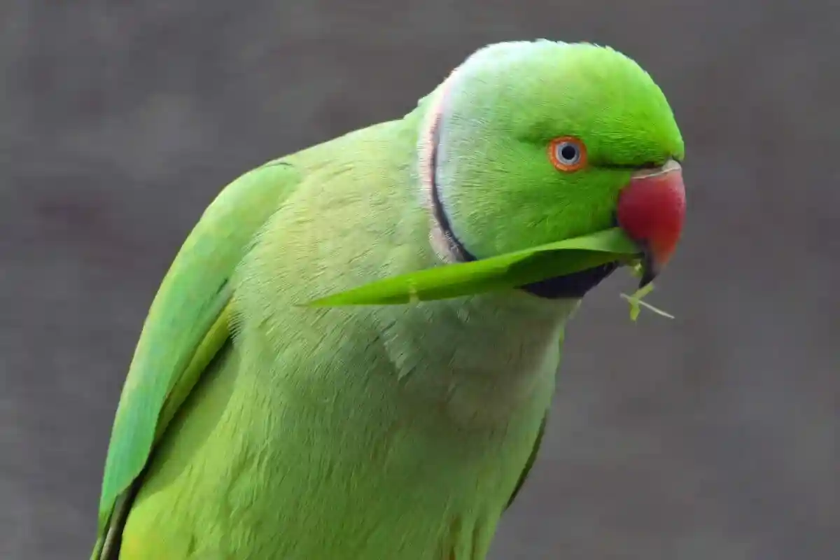 Ошейниковые попугаи: почему они «захватили» города в Германии?