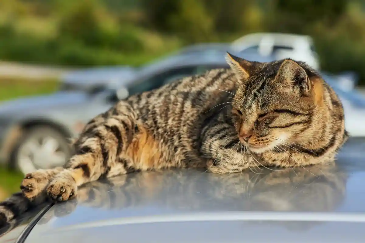 Как отвадить кошек от топтания по вашему автомобилю? Фото: Tengyart/Unsplash.com