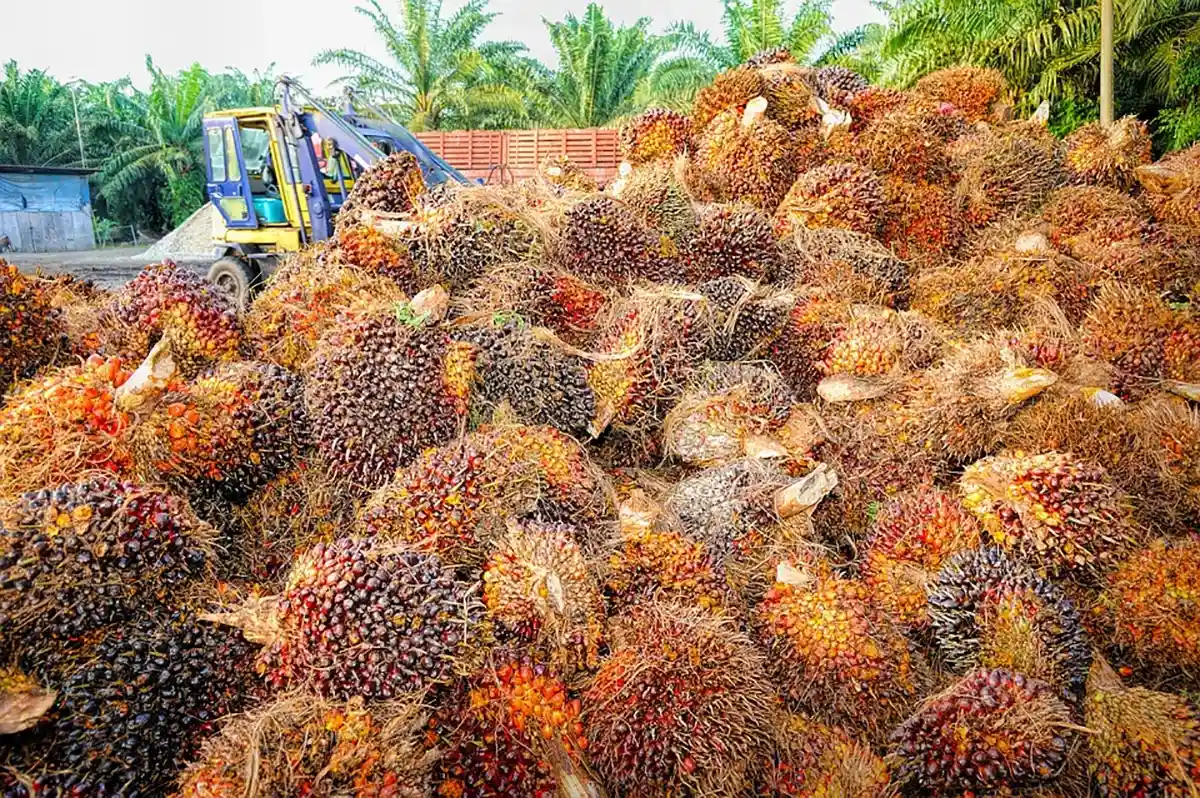 Индонезия отказывается поставлять пальмовое масло. Фото: tristantan / Pixabay.com