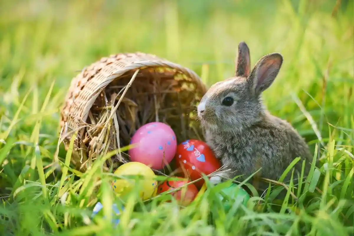 Пасхальный заяц как символ плодородия и богатства стал символом Пасхи в Германии с XVI века и с тех пор распространился по всему миру. Фото: Poring Studio / Shutterstock.com