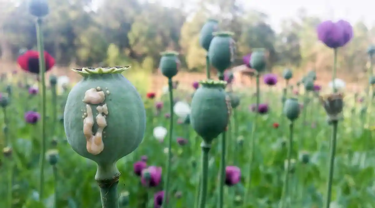 Почему талибы запрещают выращивание опиума в Афганистане? фото 1