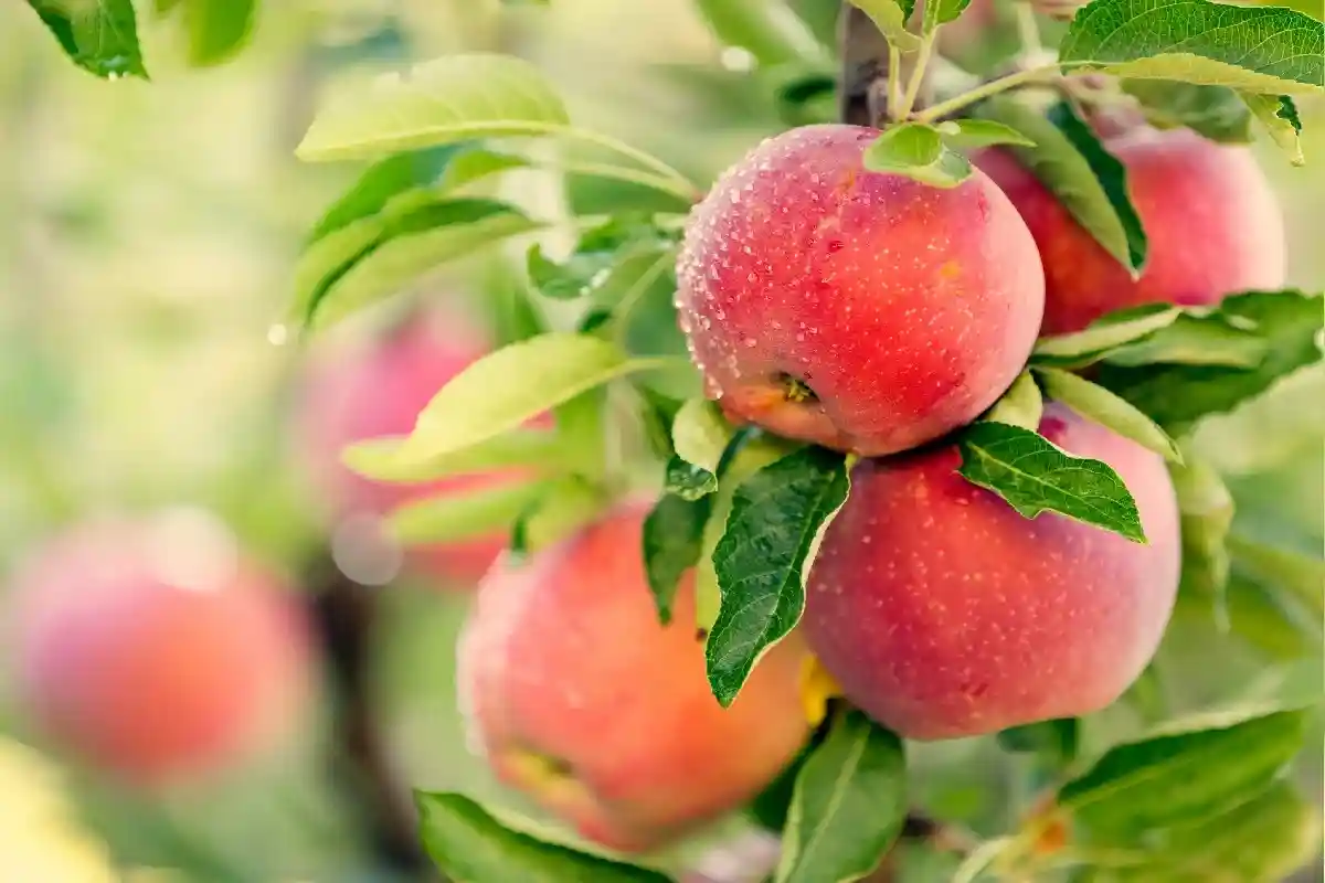 Цены производителей на фрукты в этот раз упали на 12,5%, а десертные яблоки подешевели на 8,3%. Фото: topseller / Shutterstock.com
