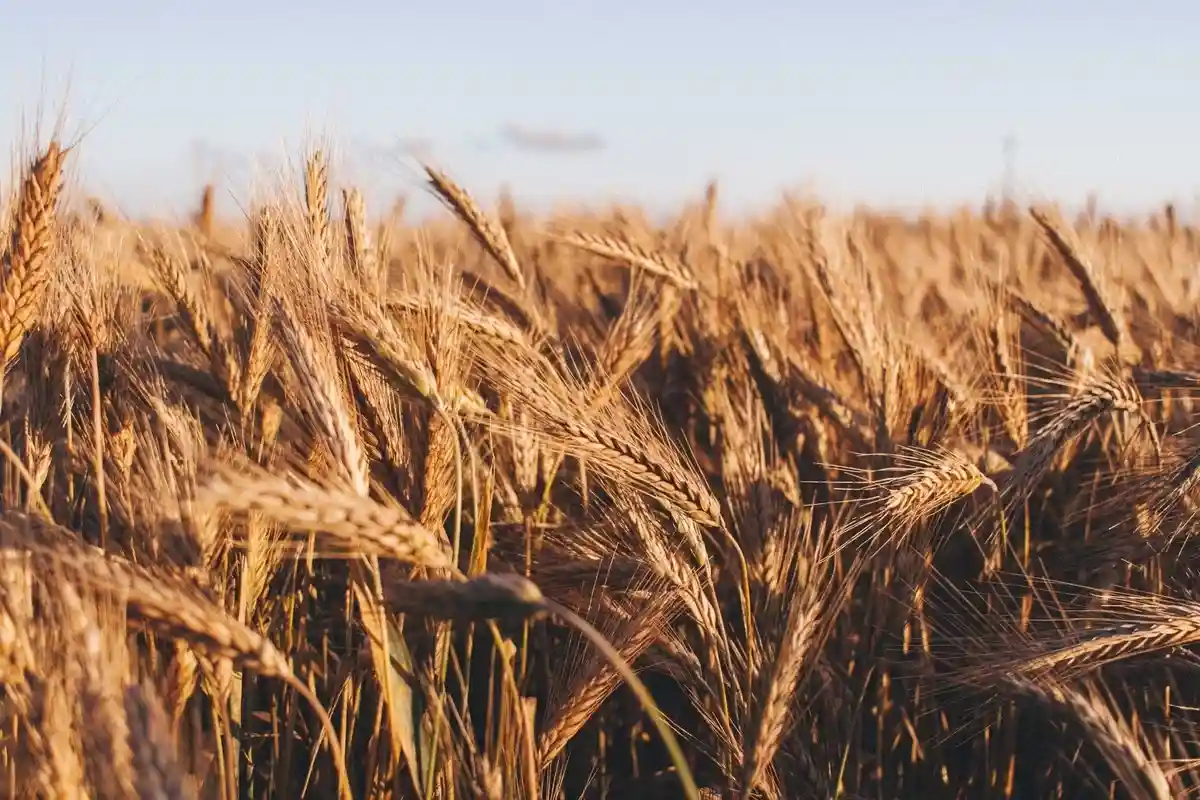 Жаркая погода влияет на урожай пшеницы. Фото: Tomasz Filipek / Unsplash.com