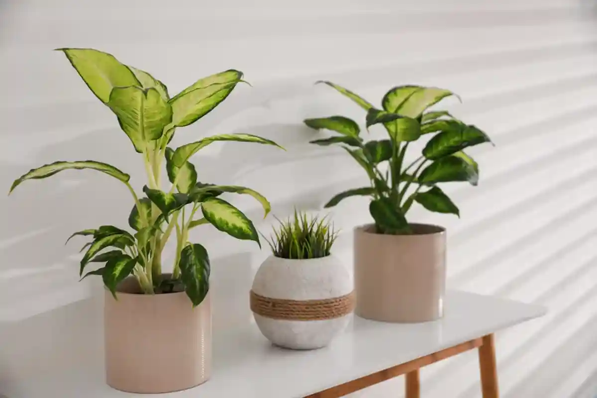 Топ-7 растений для очищения воздуха дома
