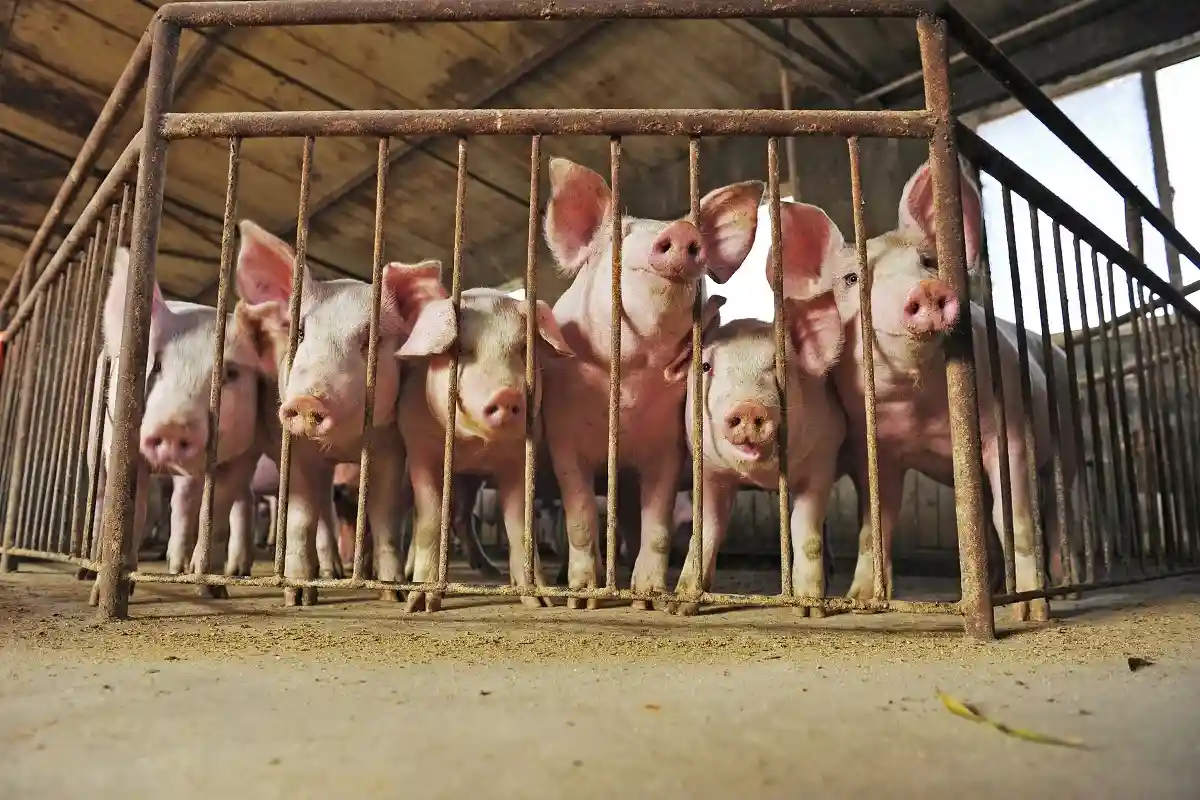 Свиноводы в Китае используют Hi-Tech для улучшения генетики животных