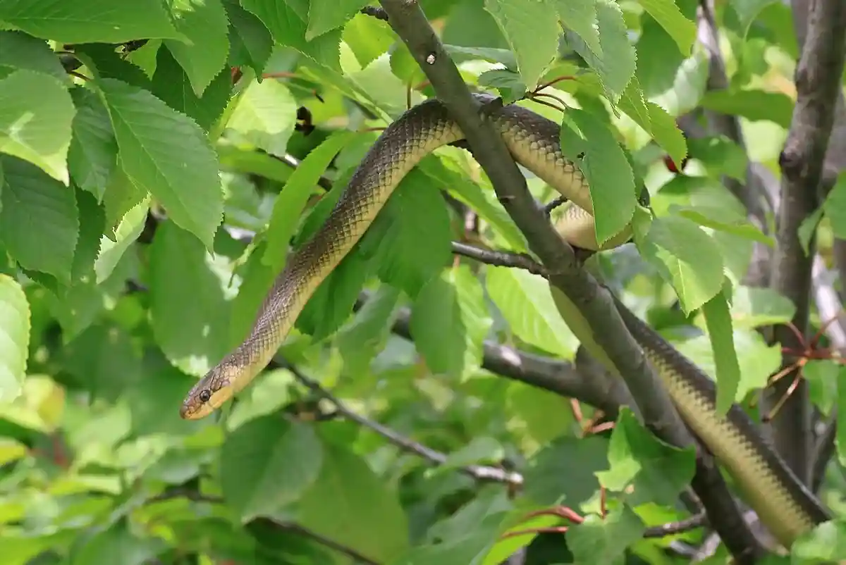 Эскулапова змея (Elaphe longissima) Фото: Christoph Leeb / wikipedia.org