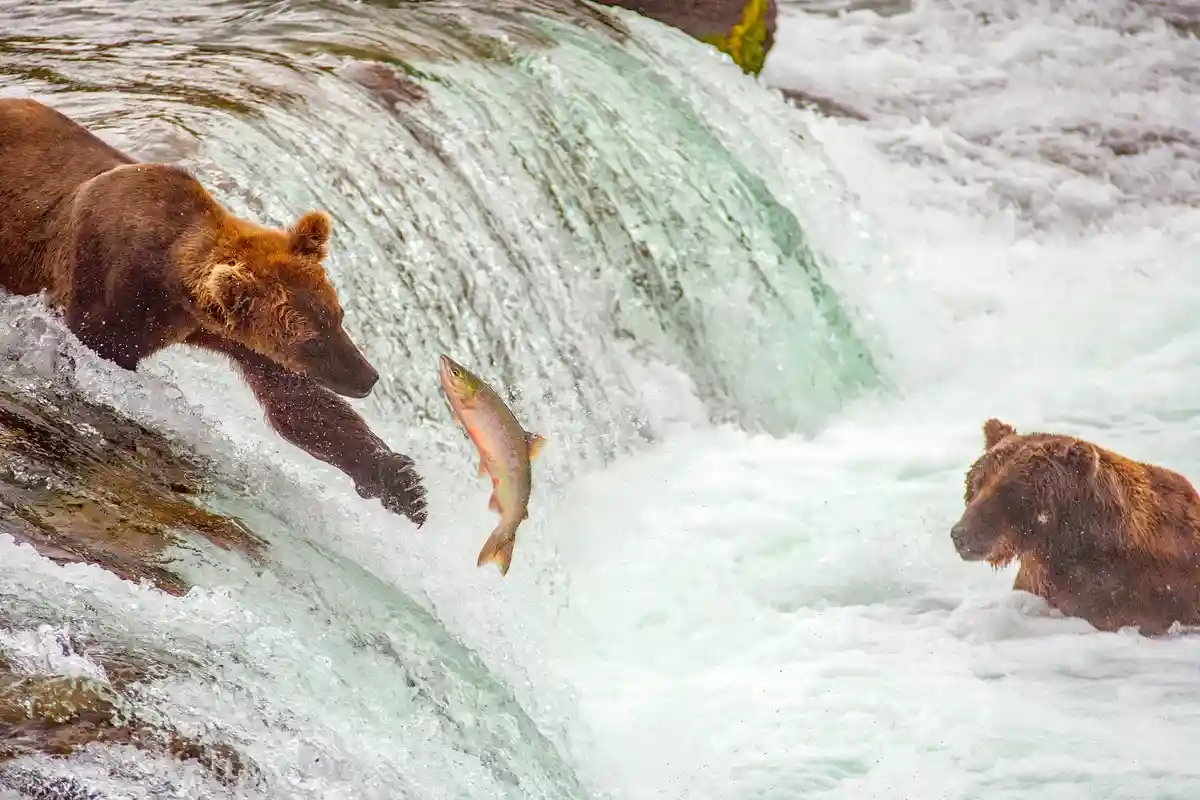 Медведи гораздо проворнее, чем кажется. Они легко могут ловить рыбу одной лапой Фото: oksana.perkins / Shutterstock.com