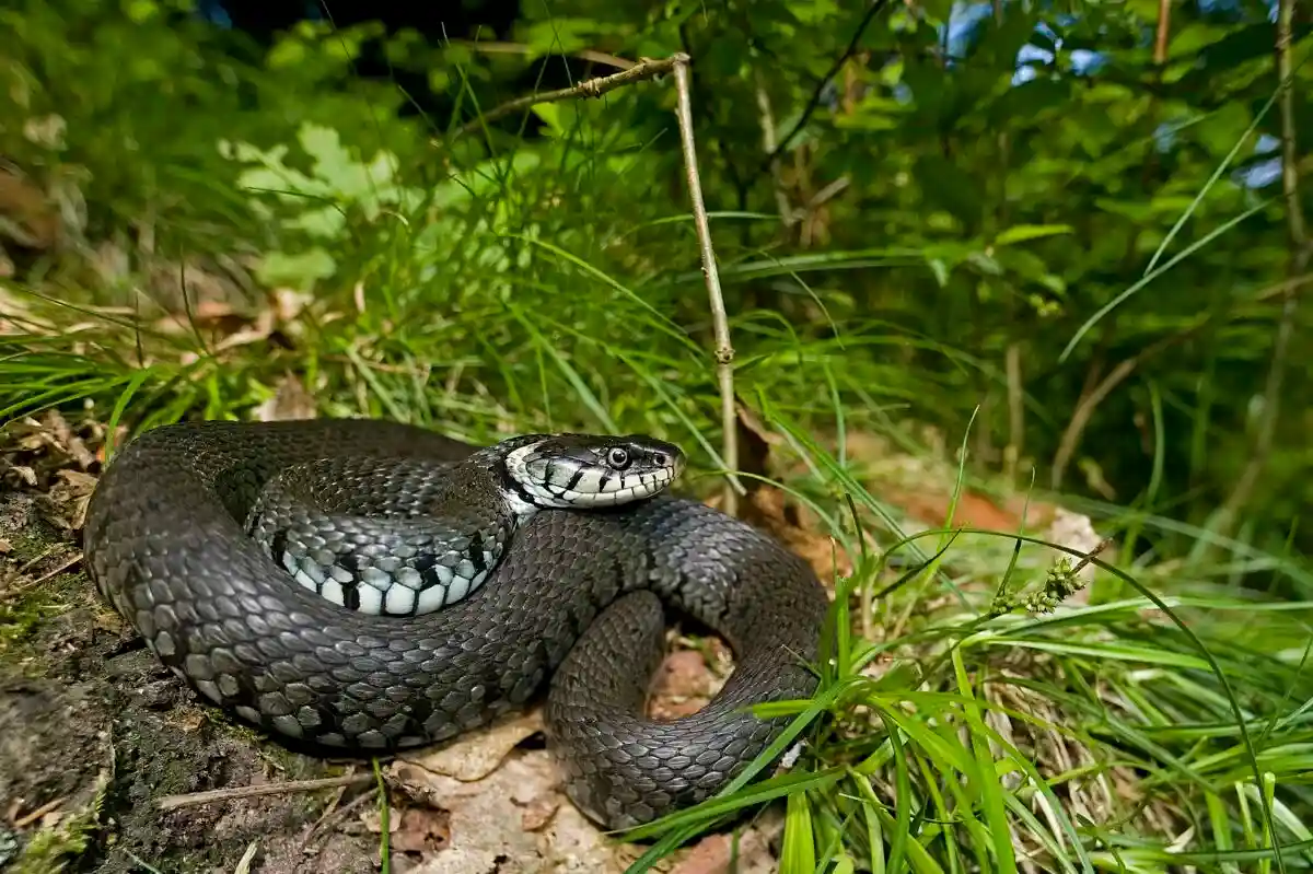 Полосатая травяная змея (Natrix helvetica) Фото: Benny Trapp / wikipedia.org