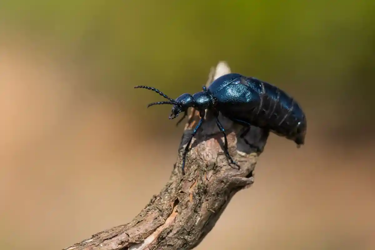 Смертоносный жук в Германии. Фото: Pavel Hajer / Shutterstock.com