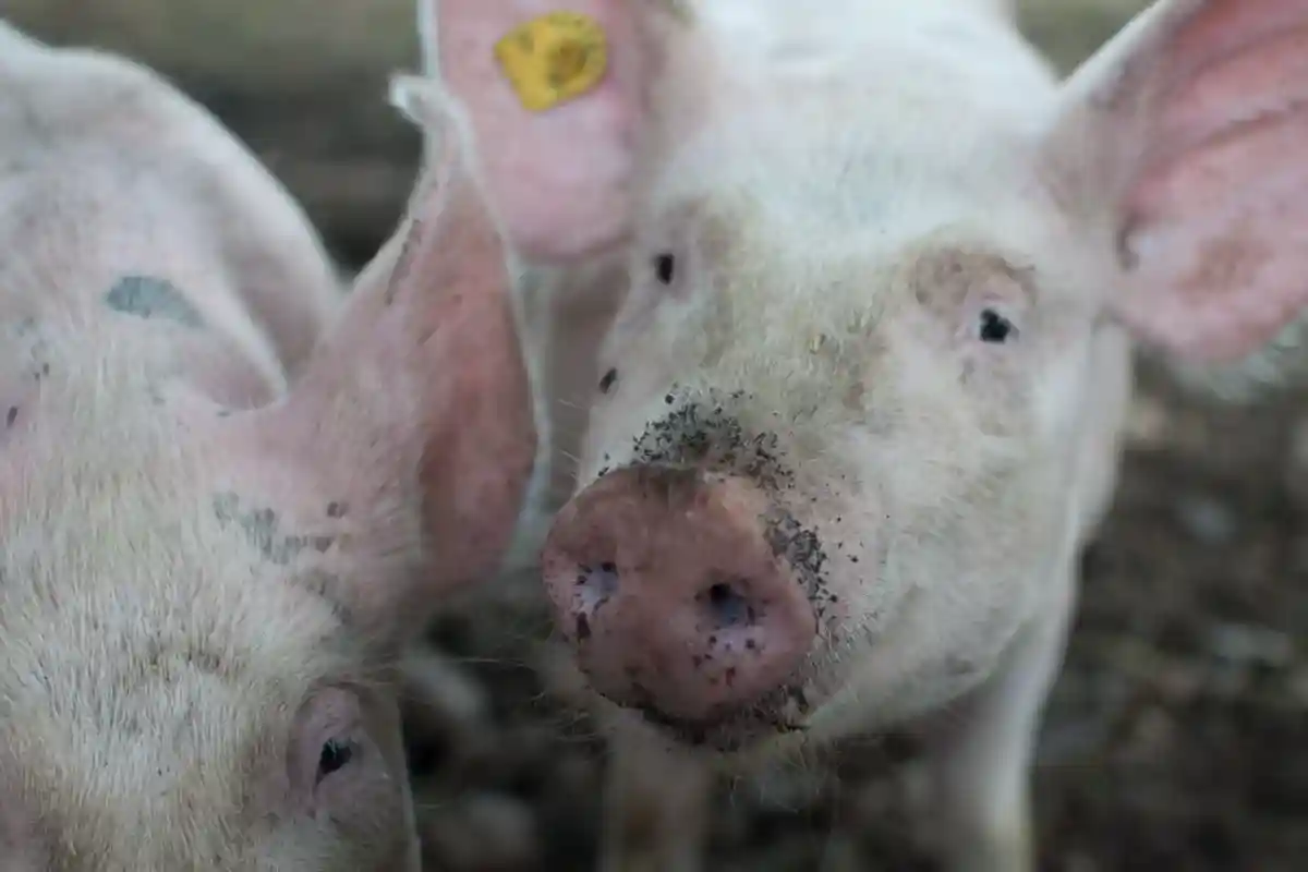Африканская чума свиней уже в Баден-Вюртемберге и поражает домашних животных. Фото: мали медер / Pexels.com