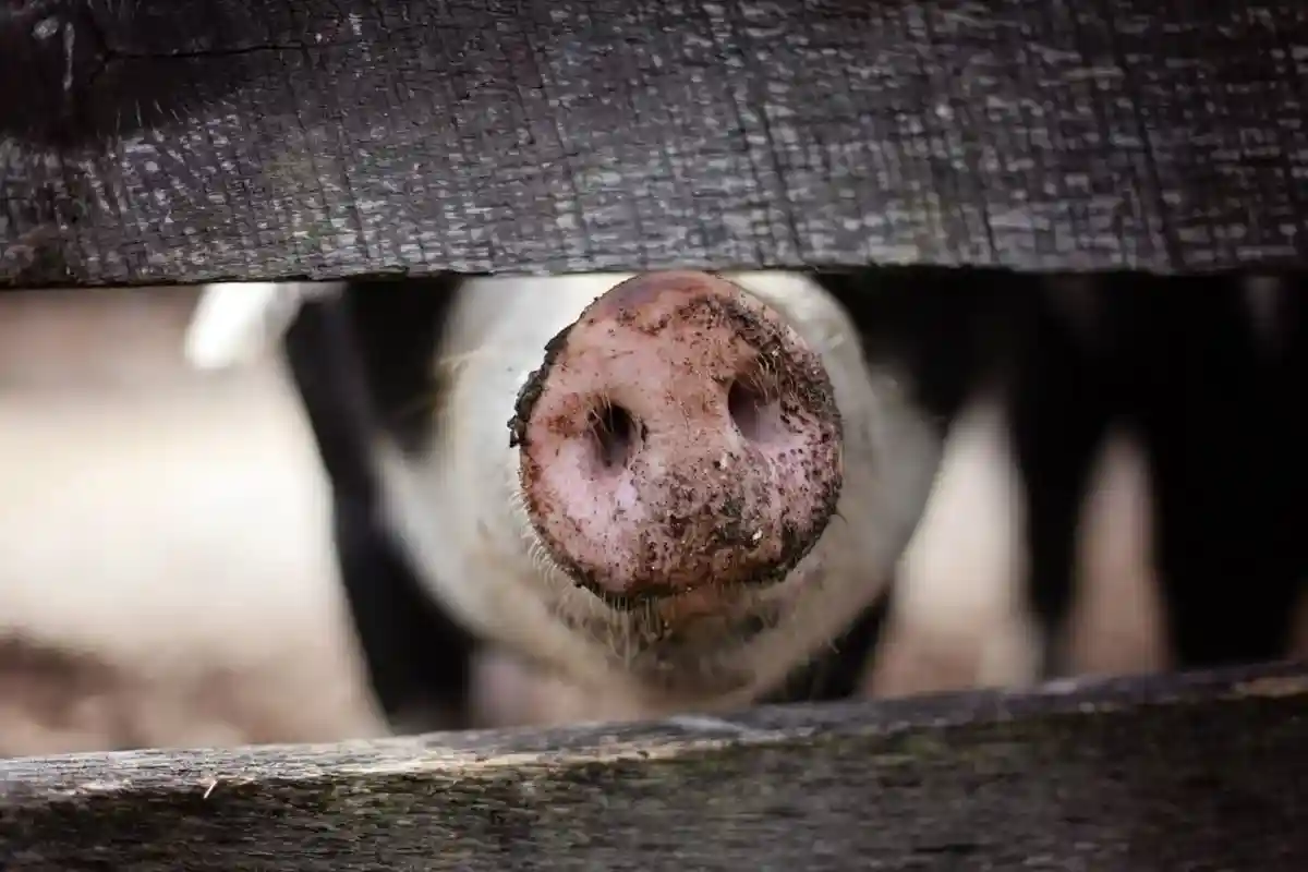 Африканская чума свиней уже в Баден-Вюртемберге.