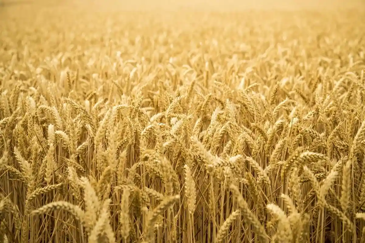 Пшеничное поле. Фото: -T-T- / pixabay.com