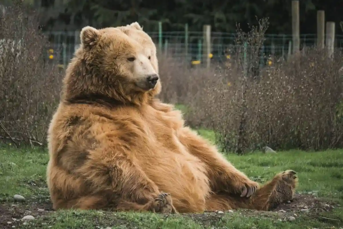 Бурый медведь в Германии замечен впервые за два года